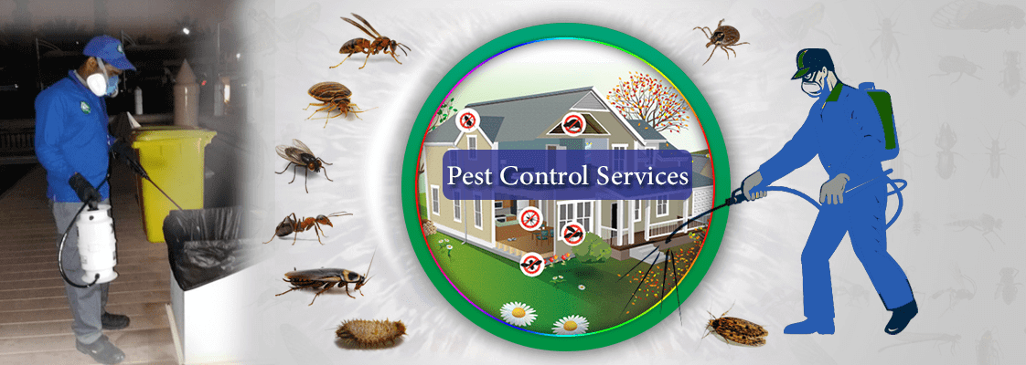 Bed Bug Exterminator Buffalo Ny